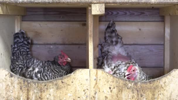 Variegated chickens hens in coop henhouse on the henroost roost. Incubate eggs. — Stockvideo