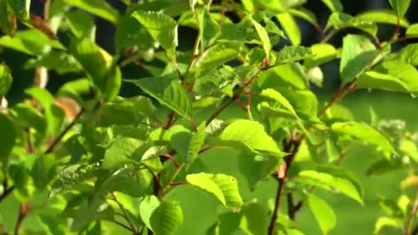 Green leaves with beautiful light. Watered by automatic watering system. Sunset — Stockvideo