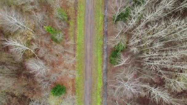 Velmi dlouhá rovná stezka v podzimním parku se žlutými loužemi — Stock video