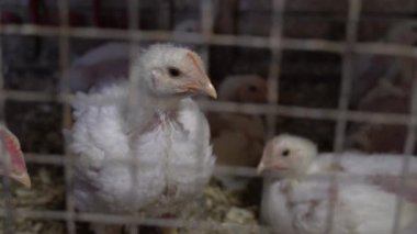 Küçük tavuklar parmaklıklar ardında hayvan çiftliği tavuk kümesi yiyor. 