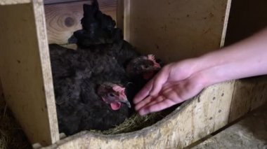 Bir el kümesteki tavuğun altından taze bir yumurta çıkarır. İki siyah saat tavuğu.