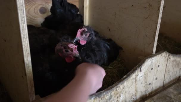 Een hand trekt een vers ei uit onder kip in het kippenhok. Twee zwarte klokken kippen. — Stockvideo