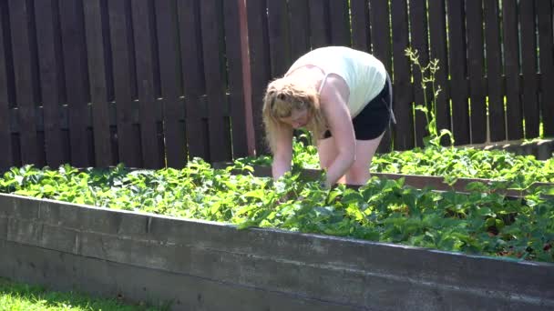 En tjej plockar jordgubbar. Grönsaksträdgård nära huset. Sommar — Stockvideo