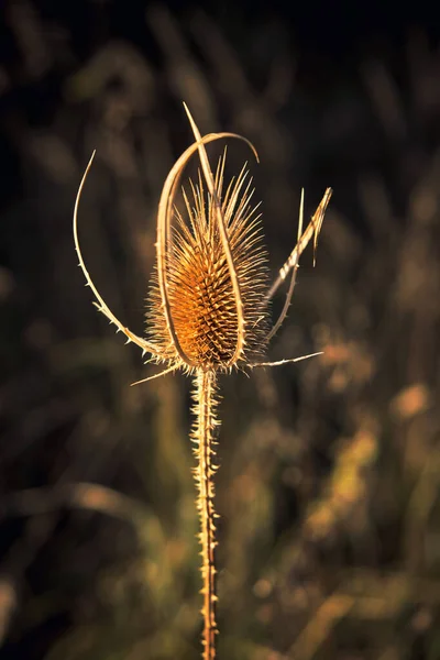 Eine Distel Den Warmen Sonnenstrahlen — Stockfoto