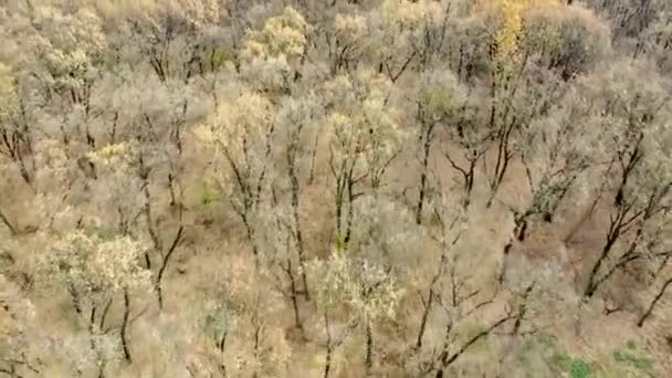 Bosco Autunnale Volo Sopra Foresta Autunnale — Video Stock