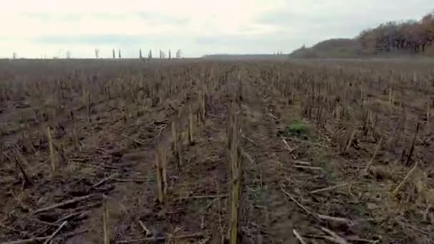 Vlieg Een Ketting Van Geoogste Zonnebloemen — Stockvideo