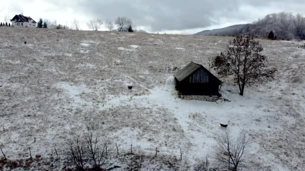 Två Hundar Försvarar Sin Gård Ett Fruset Vinterlandskap — Stockvideo