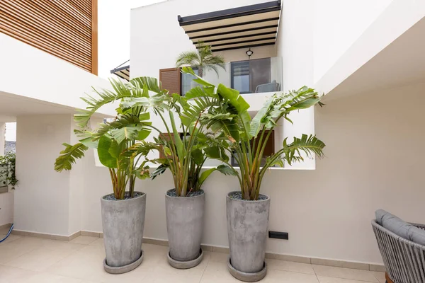 Plants Big Pot Terrace — Foto de Stock