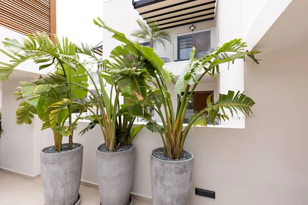 Plants Big Pot Terrace — Stockfoto