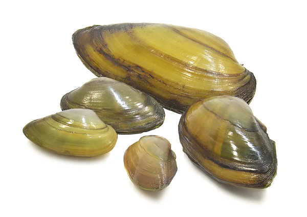 Mejillones de río — Foto de Stock