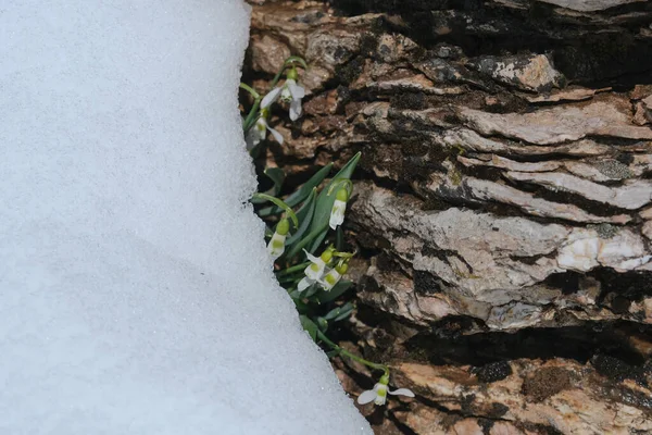 Snowdrop Flowers Grown Turkey Perspectives Life Again Last Falling Snow — Stockfoto