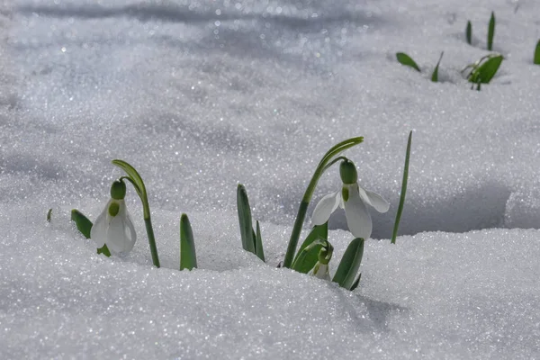 Flores Queda Neve Cultivadas Turquia Perspectivas Sobre Vida Novamente Com — Fotografia de Stock