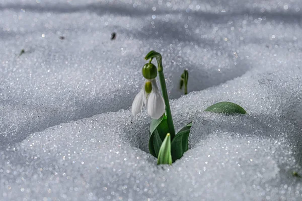 在土耳其种植的雪花花朵 随着最后的雪花 对生活的展望 — 图库照片