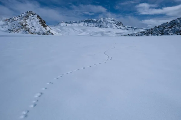 Magnificent Views Silence Mountains Harmonious Concept Wolf Footprints — Fotografia de Stock