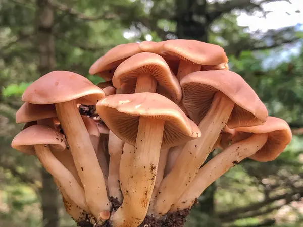 Champignons Toxiques Observés Dans Les Forêts Épinettes — Photo