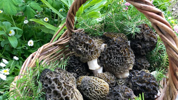 Finding Natural Edible Mushrooms — Stock Photo, Image