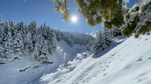 Fascinating Images Magnificent Forests Mountains — Stock Photo, Image