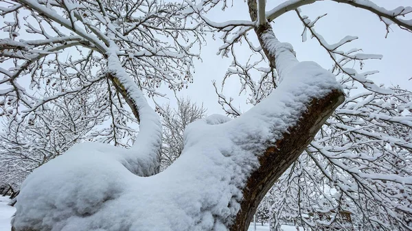 Schneebedeckter Baum Park Und Herrliche Authentische Bilder — Stockfoto