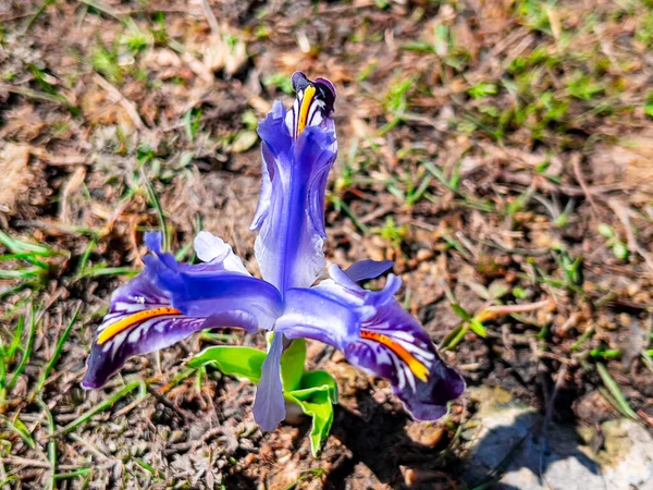 Nowruz Kwiat Jest Znany Jako Zwiastun Wiosny — Zdjęcie stockowe