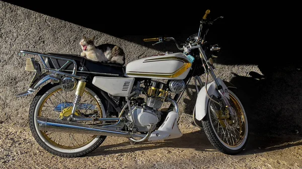 Katze Sitzt Auf Motorrad Und Posiert Nett — Stockfoto