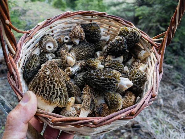 search and find morel mushroom in woodland