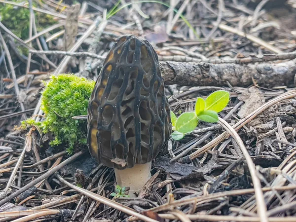 Morel mushroom season and growing in its natural environment in forest areas
