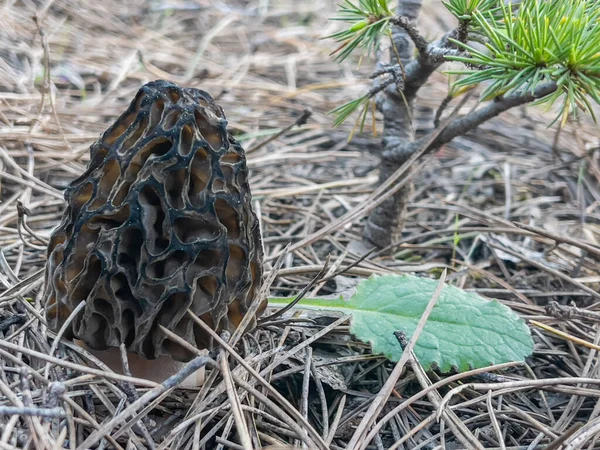 Morel Mushroom Season Growing Its Natural Environment Forest Areas — Fotografia de Stock