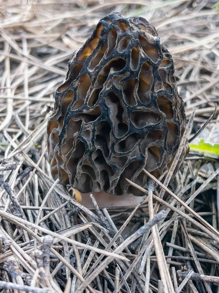 Morel Svamp Säsong Och Växer Sin Naturliga Miljö Skogsområden — Stockfoto