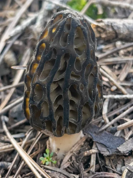 Morel Mushroom Season Growing Its Natural Environment Forest Areas — 스톡 사진