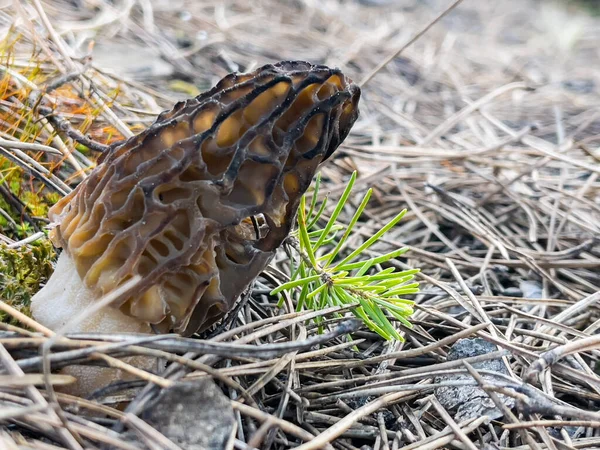 Morel Mushroom Season Growing Its Natural Environment Forest Areas — 스톡 사진