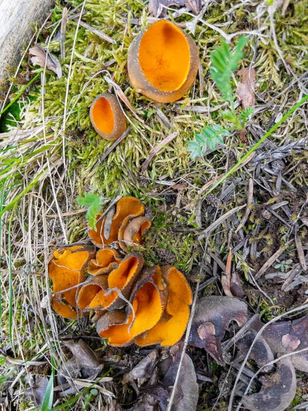 Morel Mushroom Growing Areas Known Guide Mushrooms — Stockfoto