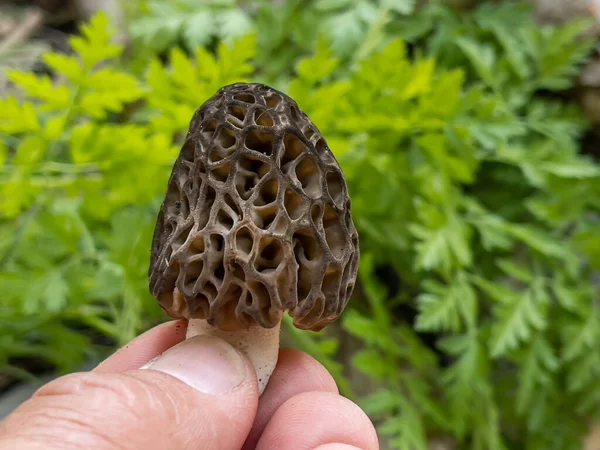 Morel Mushroom Its Natural Fresh Form — Fotografia de Stock