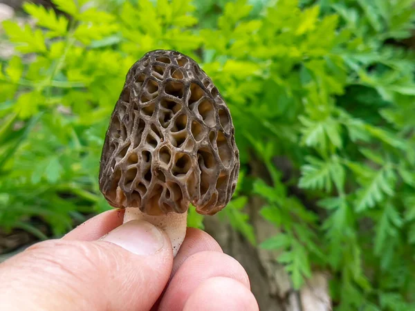 Morel Mushroom Its Natural Fresh Form — Foto Stock