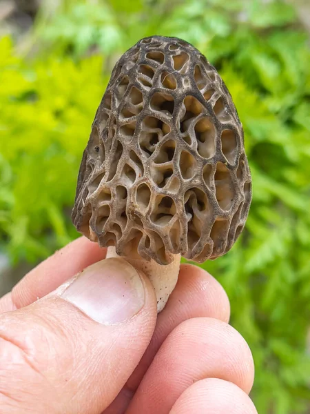 Morel Mushroom Its Natural Fresh Form Εικόνα Αρχείου