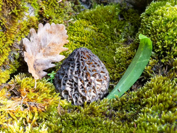 서식지에서 새롭고 값지고 자연적으로 재배되는 버섯의 — 스톡 사진