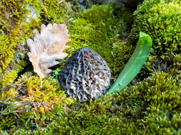 Texture Fresh Valuable Naturally Grown Morel Mushroom Its Habitat — 스톡 사진