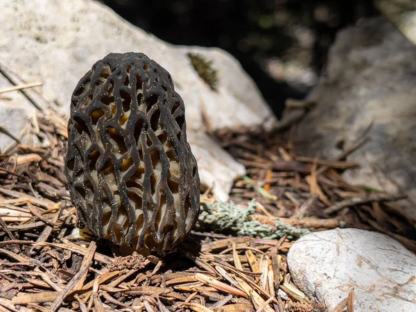 Texture Fresh Valuable Naturally Grown Morel Mushroom Its Habitat — Fotografia de Stock