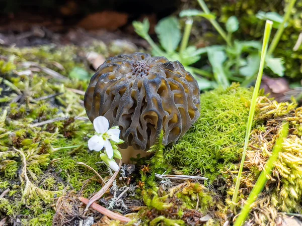 Texture Fresh Valuable Naturally Grown Morel Mushroom Its Habitat — Stockfoto