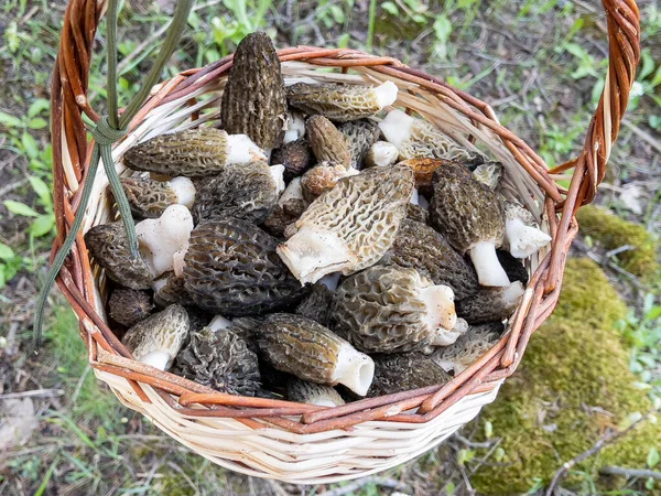 Collecting Morel Mushroom Basket Ethical Rules — Φωτογραφία Αρχείου