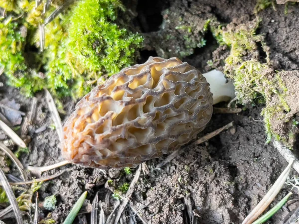 Texture Fresh Valuable Naturally Grown Morel Mushroom Its Habitat — Stock Fotó