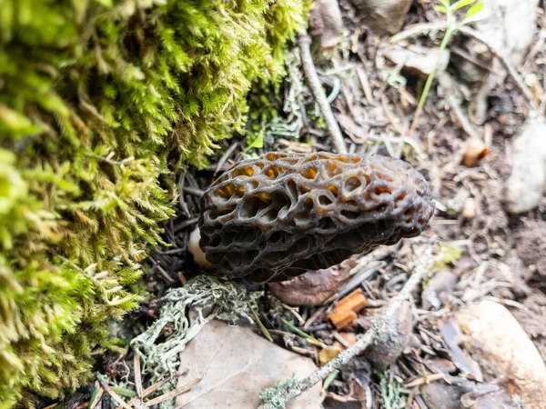 Texture Fresh Valuable Naturally Grown Morel Mushroom Its Habitat — Fotografia de Stock