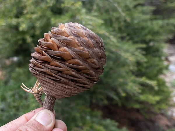 Cedar Cone Reaching Sufficient Maturity Seeded State — Zdjęcie stockowe