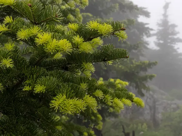 新しい芽とトウヒの木の成長時間 — ストック写真