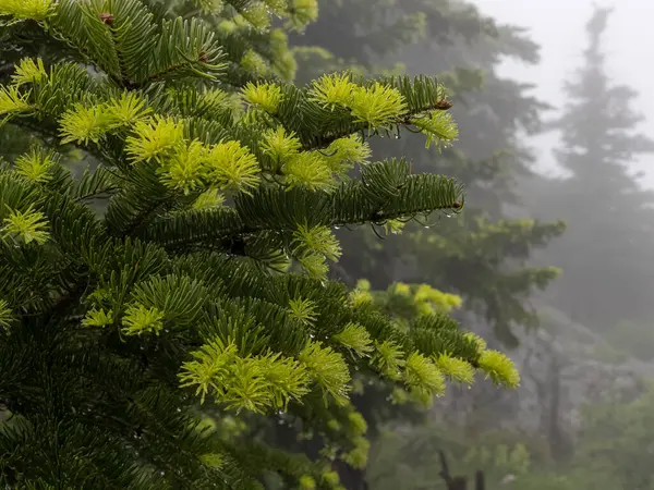 Nouvelles Pousses Fraîches Temps Croissance Épinette — Photo