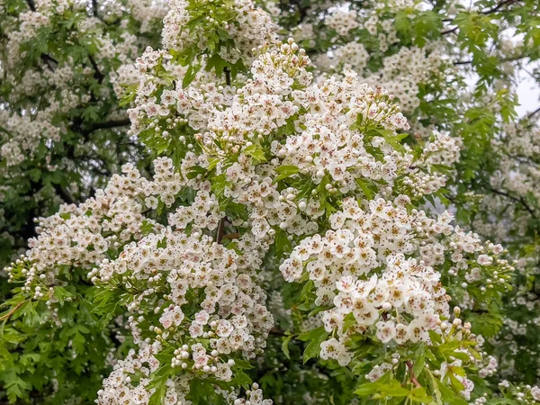 Frische Duftende Blüten Von Hartriegeln Frühling — Stockfoto