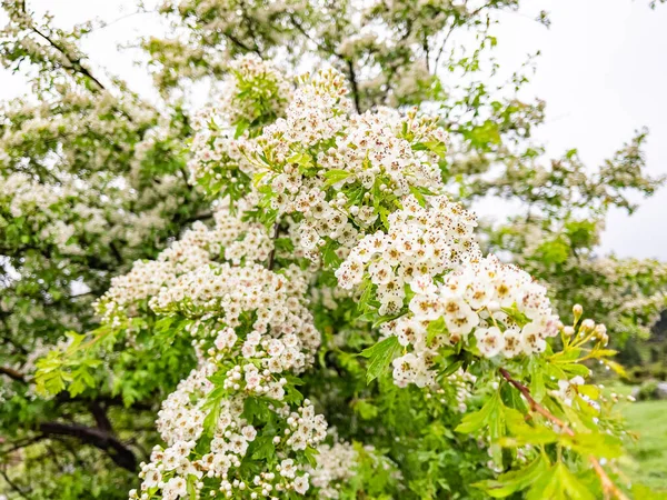 Verse Geurige Bloemen Van Lente Dogwood Bomen — Stockfoto