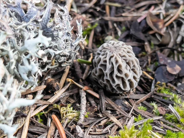 Espécies Cogumelos Morel Sua Posição Natureza — Fotografia de Stock