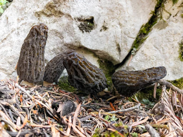 Les Espèces Champignons Morilles Leur Position Dans Nature — Photo