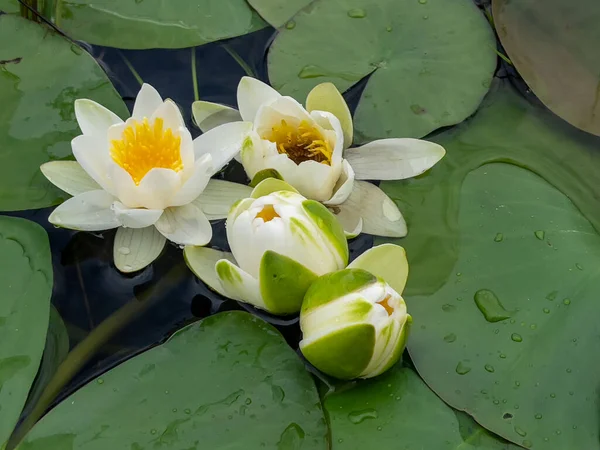 Kwiat Lotosu Jest Rośliną Wodną Która Rozprzestrzenia Się Lasów Deszczowych — Zdjęcie stockowe
