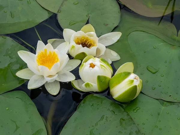 Квітка Лотоса Водна Рослина Яка Поширюється Тропічних Лісів Всьому Світу — стокове фото